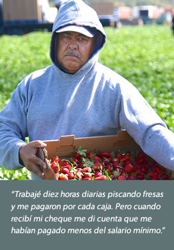 Trabajé diez horas diarias piscando fresas y me pagaron por cada caja. Pero cuando recibí mi cheque me di cuenta que me habían pagado menos del salario mínimo.